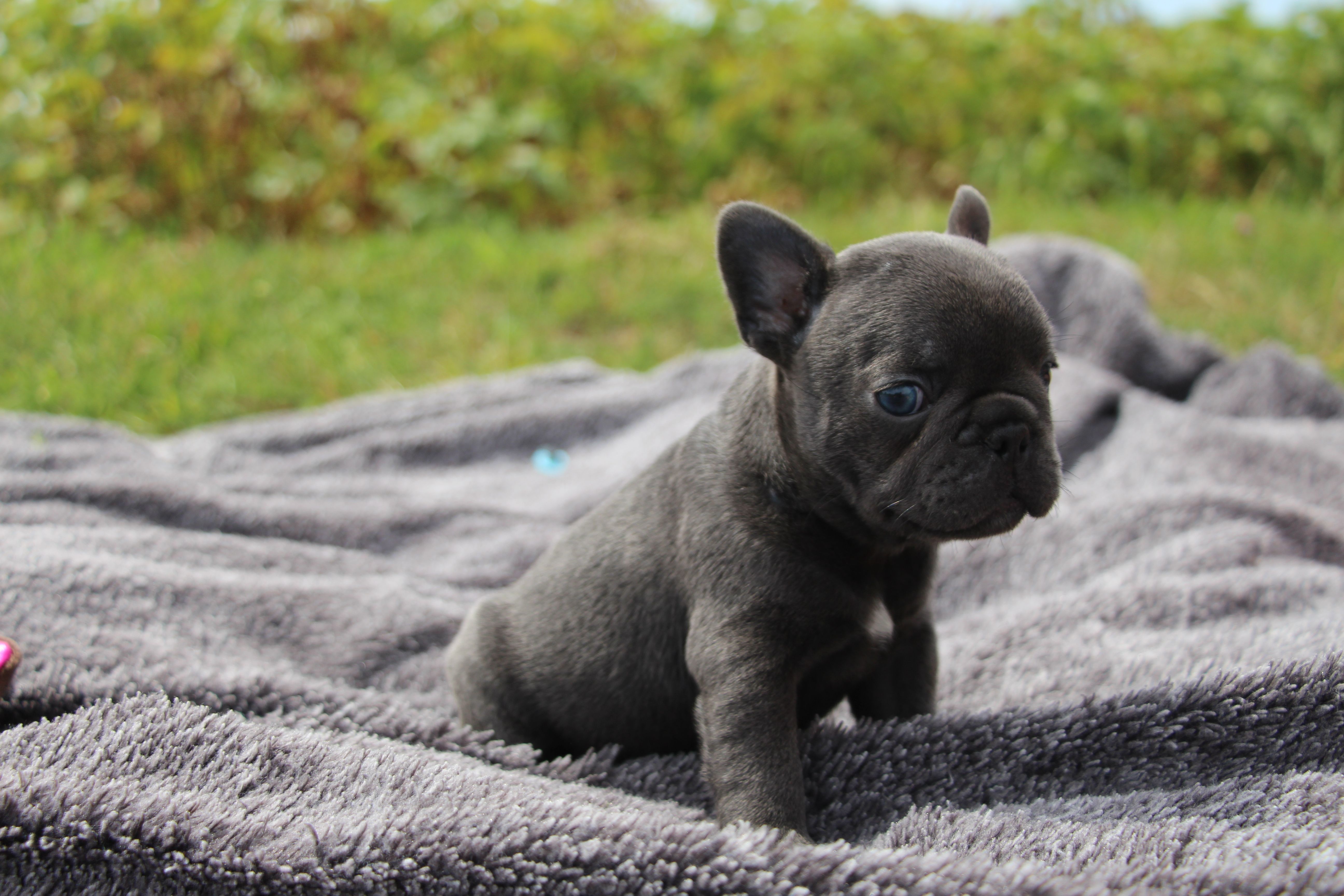 <svg class='pink'></svg> <b>Miss Little Heart</b> <svg class='pink'></svg>